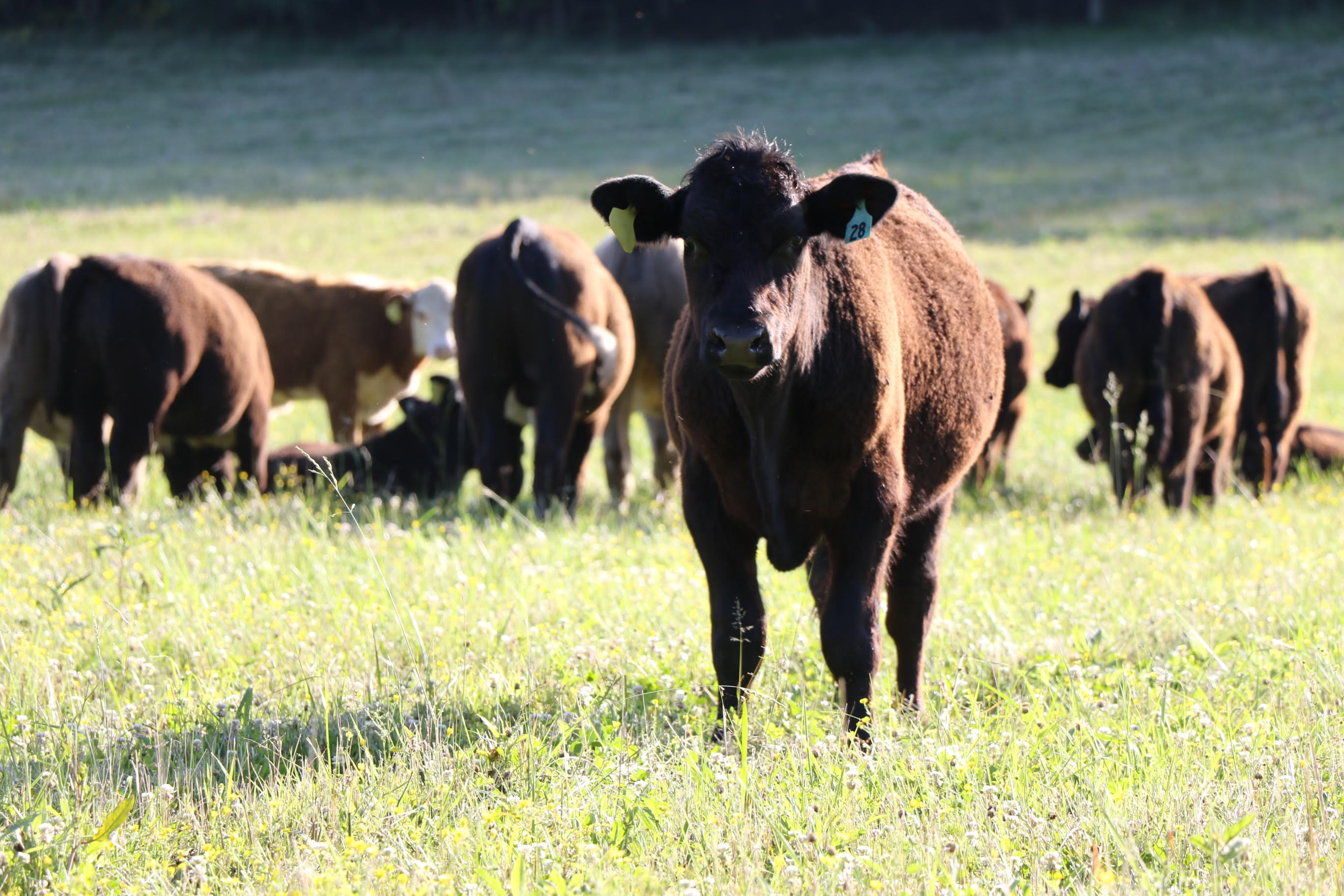 ara cow calf on ranch grazing