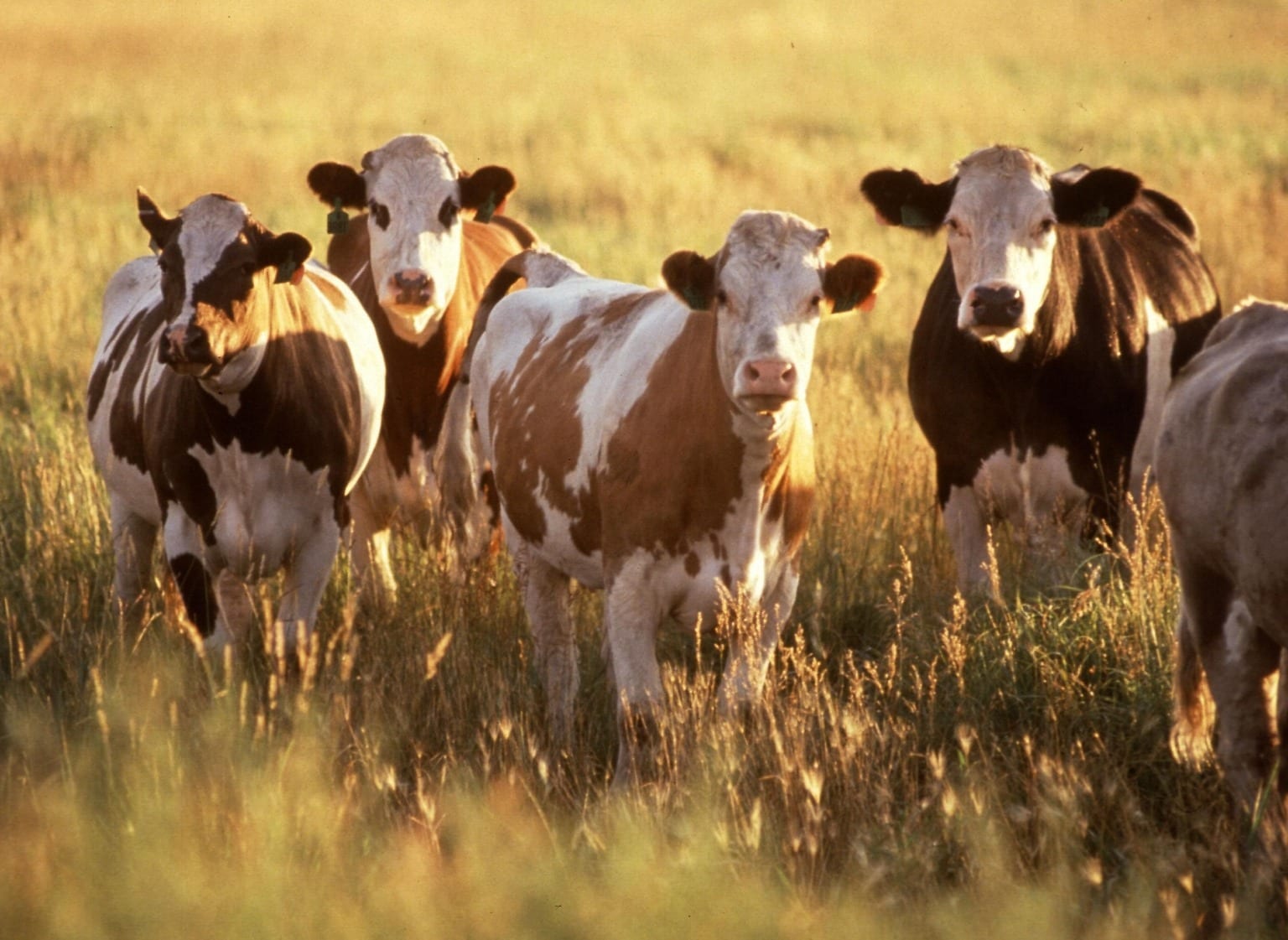 Cows in field