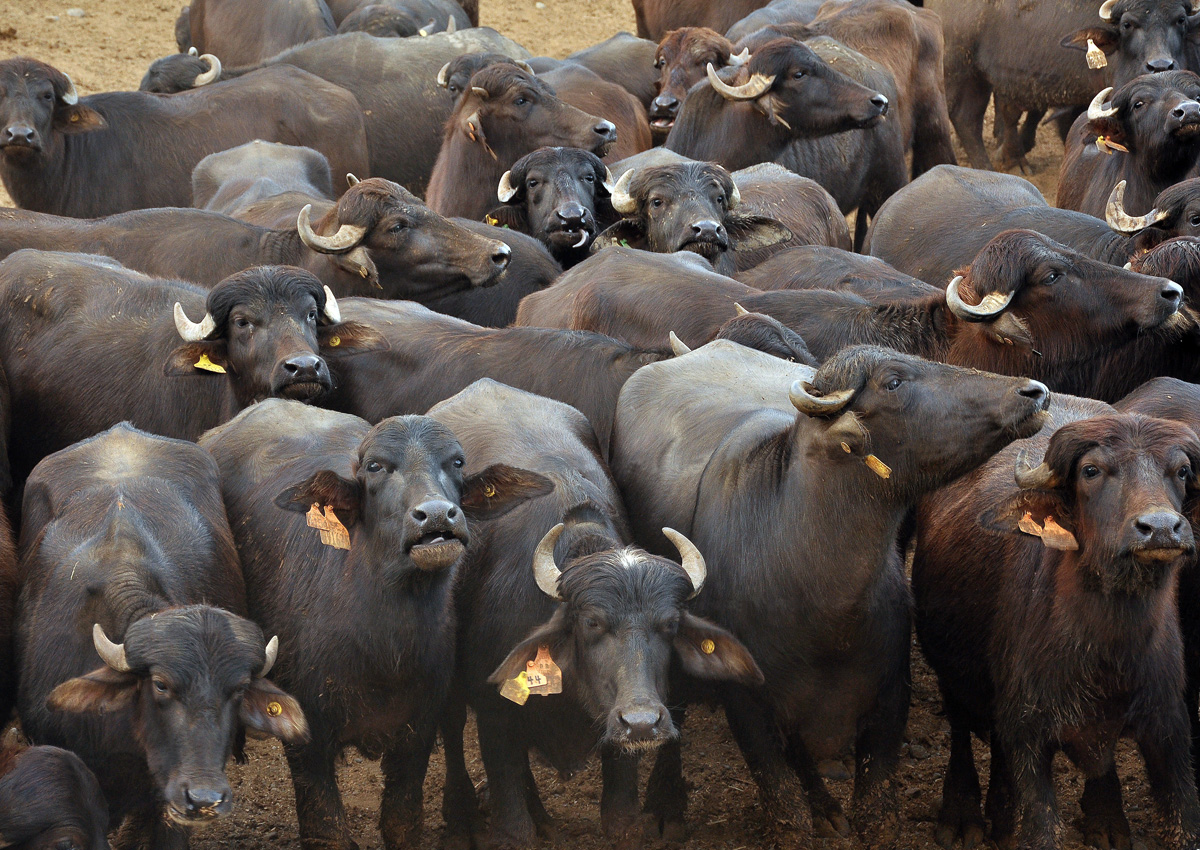 lots of cattle grouped togethe