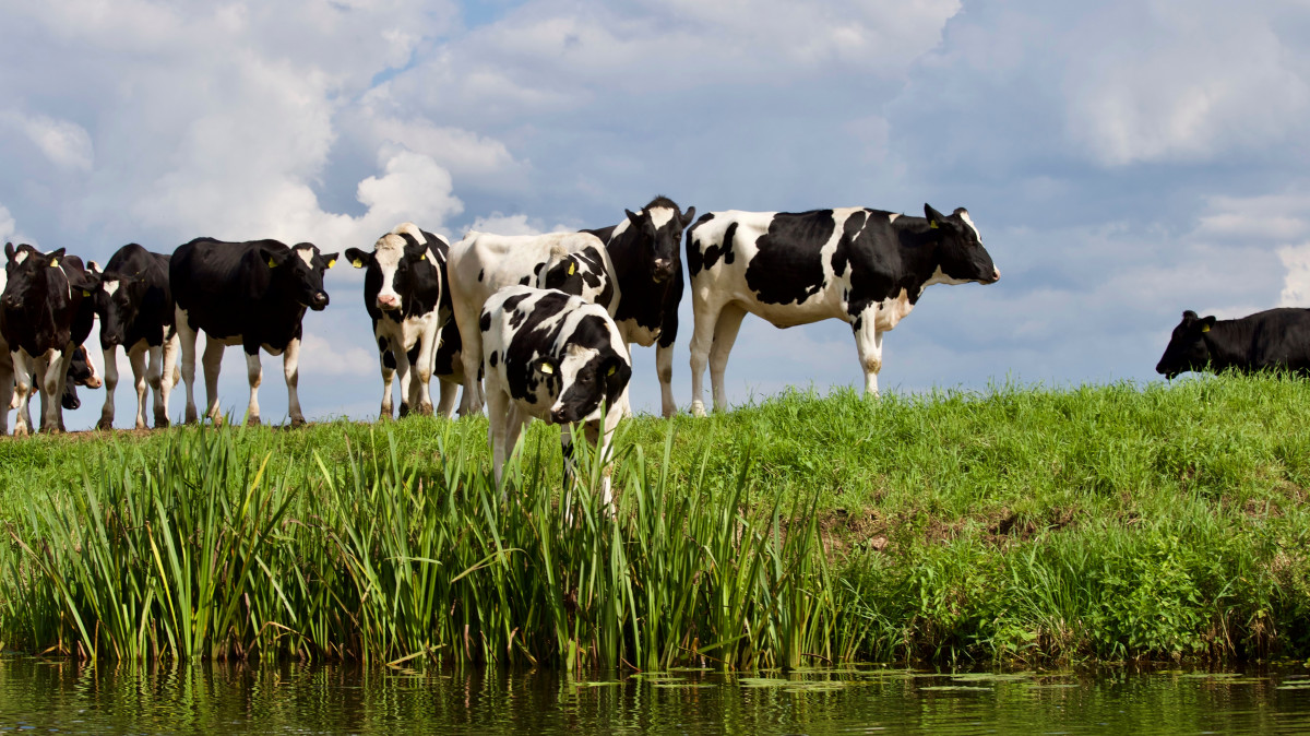 Black and white cows at watering pond